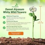 Outsidepride Perennial Sweet Alyssum Seeds - 5,000 Pieces White Lobularia Maritima Seeds for Ground Cover, Pollinator-Friendly Gardens, Drought-Tolerant Landscaping, Easy-to-Grow in USDA Zones 7-9