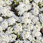 Outsidepride Perennial Sweet Alyssum Seeds - 5,000 Pieces White Lobularia Maritima Seeds for Ground Cover, Pollinator-Friendly Gardens, Drought-Tolerant Landscaping, Easy-to-Grow in USDA Zones 7-9