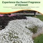 Outsidepride Perennial Sweet Alyssum Seeds - 5,000 Pieces White Lobularia Maritima Seeds for Ground Cover, Pollinator-Friendly Gardens, Drought-Tolerant Landscaping, Easy-to-Grow in USDA Zones 7-9