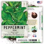 Seed Needs Peppermint Seeds for Planting - Non-GMO, Heirloom & Untreated - Medicinal/Culinary Herb to Plant a Home Grown Indoor or Outdoor Garden (2 Packs)