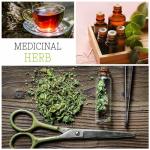 Seed Needs Peppermint Seeds for Planting - Non-GMO, Heirloom & Untreated - Medicinal/Culinary Herb to Plant a Home Grown Indoor or Outdoor Garden (2 Packs)