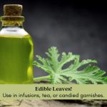 Clovers Garden Citronella Plants – Two (2) Live Plants – Non-GMO - Not Seeds - Each 4" to 8" Tall – in 4" Inch Pots - Citrosa Geranium Plant, Mosquito Repellent, Blooming, Edible