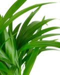 Shop Succulents Areca Palm, Live Indoor Plant, Low Maintenance Tropical Palm, Ideal for Home Decor, Office, and Room Enhancement, 6 Inch Nursery Pot