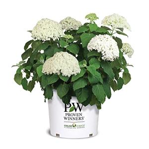 5 Gallon Proven Winners Hydrangea Incrediball Shrub