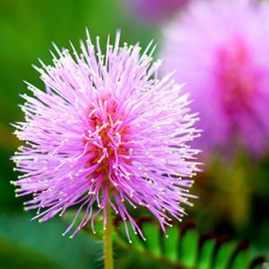 Outsidepride Mimosa Pudica Seeds - 1000 Pcs Annual, Easy to Grow, Sensitive Plant Seeds for Planting, Great for Educational Projects & Garden Displays