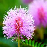 Outsidepride Mimosa Pudica Seeds - 1000 Pcs Annual, Easy to Grow, Sensitive Plant Seeds for Planting, Great for Educational Projects & Garden Displays