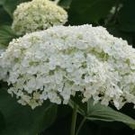 5 Gallon Proven Winners Hydrangea Incrediball Shrub