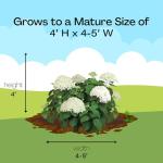 5 Gallon Proven Winners Hydrangea Incrediball Shrub