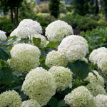 5 Gallon Proven Winners Hydrangea Incrediball Shrub