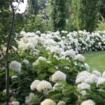 5 Gallon Proven Winners Hydrangea Incrediball Shrub