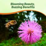 Outsidepride Mimosa Pudica Seeds - 1000 Pcs Annual, Easy to Grow, Sensitive Plant Seeds for Planting, Great for Educational Projects & Garden Displays