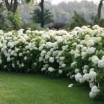 5 Gallon Proven Winners Hydrangea Incrediball Shrub