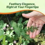 Outsidepride Mimosa Pudica Seeds - 1000 Pcs Annual, Easy to Grow, Sensitive Plant Seeds for Planting, Great for Educational Projects & Garden Displays