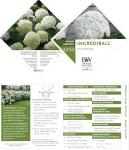 5 Gallon Proven Winners Hydrangea Incrediball Shrub