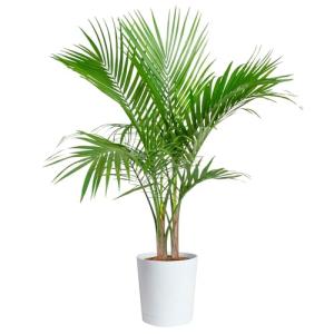 Costa Farms Majesty Palm Live Plant in Decorative Pot, Indoor Houseplant, Perfect for Home, Room, or Office Decor, Great House Warming or Birthday Gift, 3-4 Feet Tall