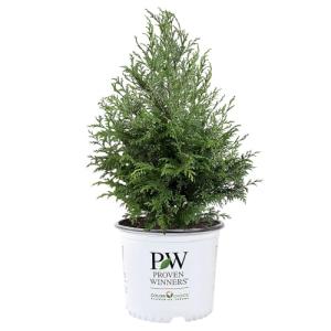 2g Proven Winners Cedar Rapids Cypress Shrub