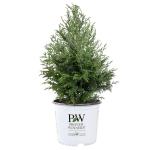 2g Proven Winners Cedar Rapids Cypress Shrub
