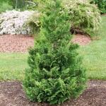 2g Proven Winners Cedar Rapids Cypress Shrub
