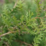 2g Proven Winners Cedar Rapids Cypress Shrub