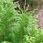 2g Proven Winners Cedar Rapids Cypress Shrub