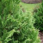 2g Proven Winners Cedar Rapids Cypress Shrub