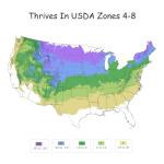 2g Proven Winners Cedar Rapids Cypress Shrub