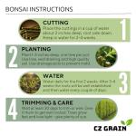 All by Grace Willow Bonsai Tree - Thick Trunk Cutting, Fast Growing