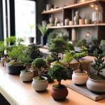 Bonsai Starter Kit – Growing Jacaranda Bonzai Tree from Seeds | Complete Indoor Tree Kit for Growing Plants with Tools & Planter – Gardening Gifts for Mother, Women & Men