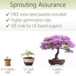 Bonsai Starter Kit – Growing Jacaranda Bonzai Tree from Seeds | Complete Indoor Tree Kit for Growing Plants with Tools & Planter – Gardening Gifts for Mother, Women & Men