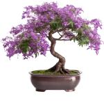 Bonsai Starter Kit – Growing Jacaranda Bonzai Tree from Seeds | Complete Indoor Tree Kit for Growing Plants with Tools & Planter – Gardening Gifts for Mother, Women & Men