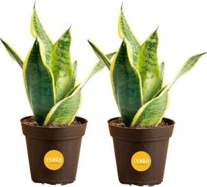 Costa Farms Snake Plants, Live Plants in Plastic Pots, Easy to Maintain, Air Purifying Indoor Succulent Houseplants, Assorted Variety, Home or Office Decor, 8-12 Inches Tall, Pack of 2