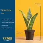 Costa Farms Snake Plants, Live Plants in Plastic Pots, Easy to Maintain, Air Purifying Indoor Succulent Houseplants, Assorted Variety, Home or Office Decor, 8-12 Inches Tall, Pack of 2