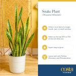 Costa Farms Snake Plants, Live Plants in Plastic Pots, Easy to Maintain, Air Purifying Indoor Succulent Houseplants, Assorted Variety, Home or Office Decor, 8-12 Inches Tall, Pack of 2