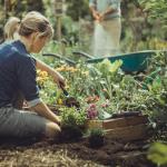 Fiskars Xact Hand Cultivator, Stainless Steel Weeder with SoftGrip Handle, Durable Garden Tool for Loosening and Aerating Soil, Ideal for Flower Beds and Garden Beds