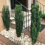 1 Gallon Sky Pencil Holly (Ilex) Shrub