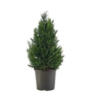 2.25 Gallon Leyland Cypress Shrub