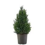2.25 Gallon Leyland Cypress Shrub