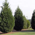 2.25 Gallon Leyland Cypress Shrub