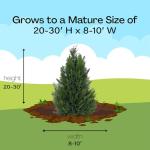 2.25 Gallon Leyland Cypress Shrub