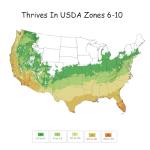 2.25 Gallon Leyland Cypress Shrub