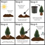 2.25 Gallon Leyland Cypress Shrub