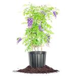 PERFECT PLANTS Amethyst Falls Wisteria Vine 3 Gallon | Live Shrub for Outdoor Planting | Fast Growing Vines for Trellis or Fence | Beautiful Purple Flowers During Spring & Summer