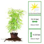 PERFECT PLANTS Amethyst Falls Wisteria Vine 3 Gallon | Live Shrub for Outdoor Planting | Fast Growing Vines for Trellis or Fence | Beautiful Purple Flowers During Spring & Summer