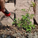 KLDOLLAR Weed Puller Tool, Dandelion Weeder Puller Tool with Soft Handle, Two-Pronged Fork Weed Remover Tool for Easy Weed Removal, Stainless Steel Garden Weeder Tool for Lawn Farmland Gardening Tools