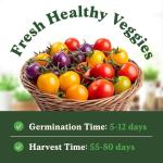 Seedboy Organic Rainbow Cherry Tomato Seeds for Planting Indoor and Outdoor, Non-GMO and USDA Certified Vegetable Seed Packet for Hydroponic Garden Indoor or Planting Outdoors (Cherry Tomato)