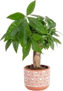 Costa Farms Money Tree Live Plant in Decorative Pot, Air Purifying Indoor Houseplant, Perfect for Home, Room, or Office Decor, Great House Warming or Birthday Gift, 12-16 Inches Tall