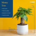 Costa Farms Money Tree Live Plant in Decorative Pot, Air Purifying Indoor Houseplant, Perfect for Home, Room, or Office Decor, Great House Warming or Birthday Gift, 12-16 Inches Tall