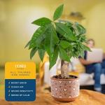Costa Farms Money Tree Live Plant in Decorative Pot, Air Purifying Indoor Houseplant, Perfect for Home, Room, or Office Decor, Great House Warming or Birthday Gift, 12-16 Inches Tall