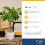 Costa Farms Money Tree Live Plant in Decorative Pot, Air Purifying Indoor Houseplant, Perfect for Home, Room, or Office Decor, Great House Warming or Birthday Gift, 12-16 Inches Tall