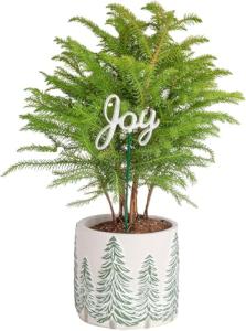 Costa Farms Norfolk Island Pine, Live Christmas Tree Plant in Holiday Decorative Plant Pot, Includes Decoration, Indoor Houseplant, Home, Room, or Office Decor, Christmas Gift, 10-14 Inches Tall